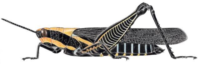 Staurocleis magnifica