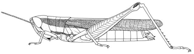 Spathosternum nigrotaeniatum
