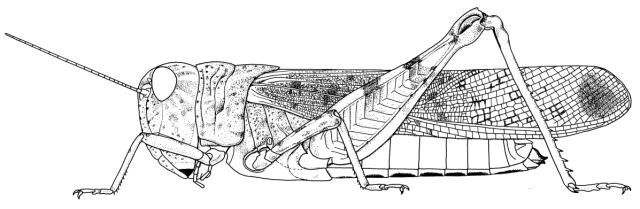Scintharista notabilis notabilis