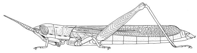 Sudanacris pallida