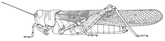 Sphingonotus rubescens