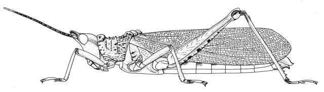 Taphronota calliparea dimidiata