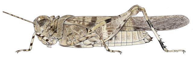 Trilophidia conturbata