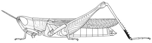 Tristria conops