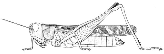 Tylotropidius didymus