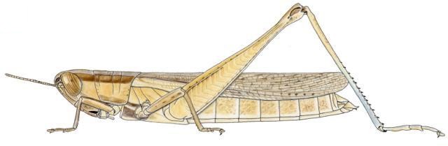 Tristria discoidalis