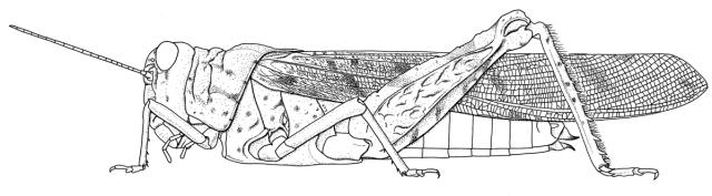 Tuarega insignis