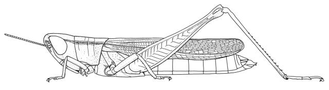 Tristria marginicosta