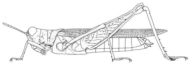 Tenuitarsus sudanicus