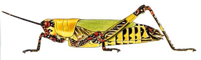 Zonocerus variegatus
