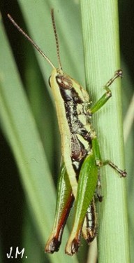Calodenula fusco. mâle