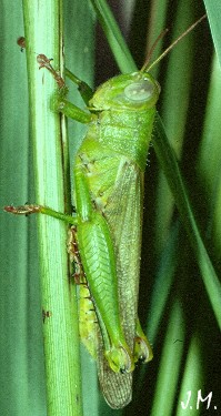 Valanga rouxi mâle vert